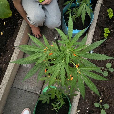 Tinas Pflanze growlog timeline photo