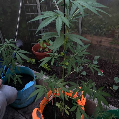 Tinas Pflanze growlog timeline photo