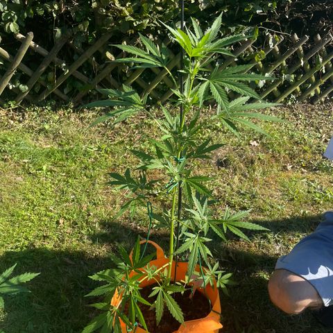 Tinas Pflanze growlog timeline photo