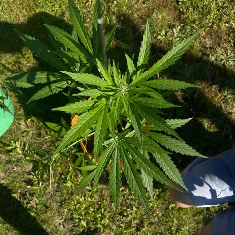 Tinas Pflanze growlog timeline photo