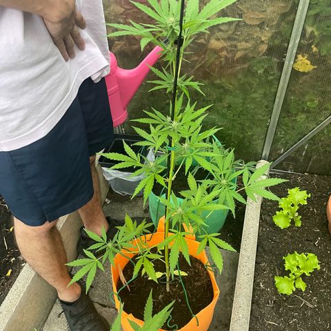 Tinas Pflanze growlog timeline photo
