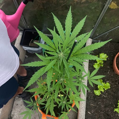 Tinas Pflanze growlog timeline photo