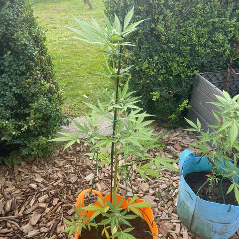 Tinas Pflanze growlog timeline photo
