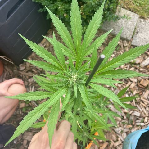 Tinas Pflanze growlog timeline photo