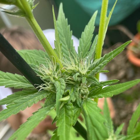 Tinas Pflanze growlog timeline photo