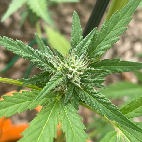 Tinas Pflanze growlog timeline photo