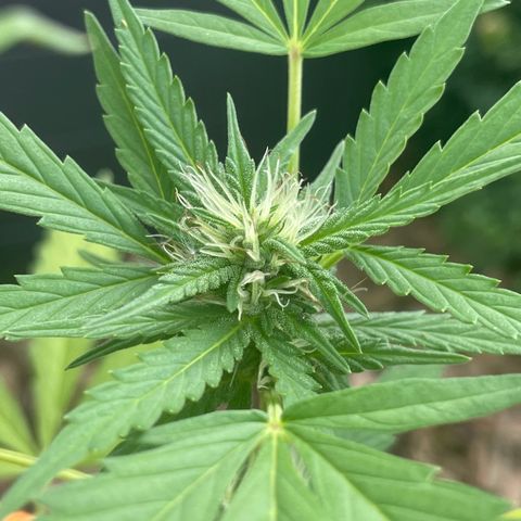 Tinas Pflanze growlog timeline photo