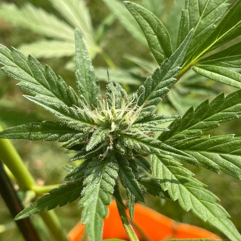 Tinas Pflanze growlog timeline photo