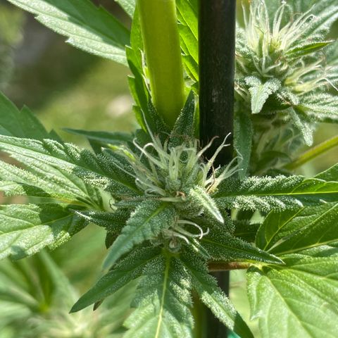 Tinas Pflanze growlog timeline photo