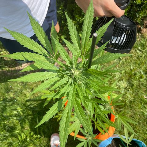 Tinas Pflanze growlog timeline photo