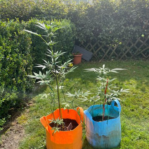 Tinas Pflanze growlog timeline photo