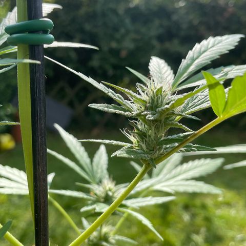 Tinas Pflanze growlog timeline photo