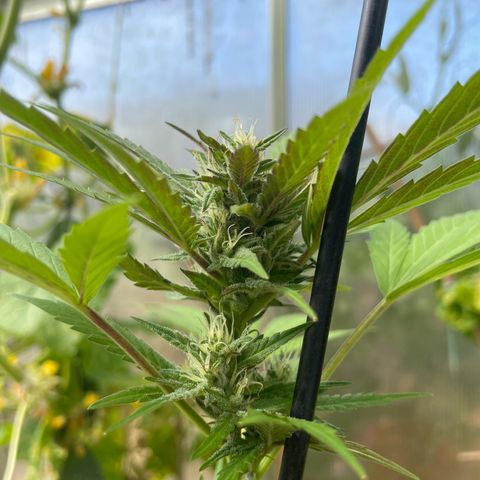 Tinas Pflanze growlog timeline photo