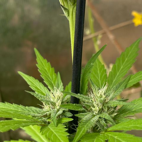 Tinas Pflanze growlog timeline photo