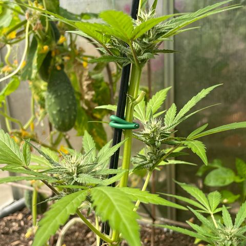 Tinas Pflanze growlog timeline photo