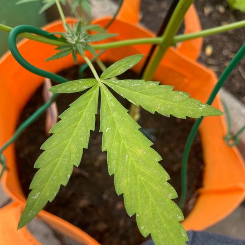 Tinas Pflanze growlog timeline photo