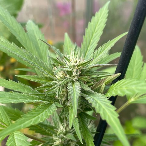 Tinas Pflanze growlog timeline photo