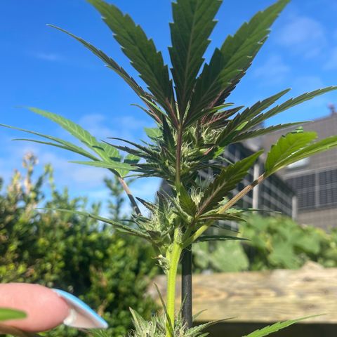 Tinas Pflanze growlog timeline photo