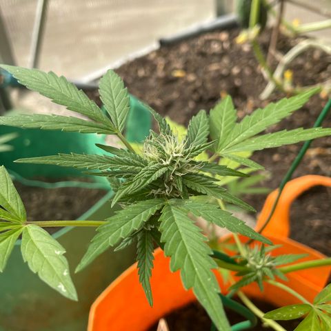 Tinas Pflanze growlog timeline photo