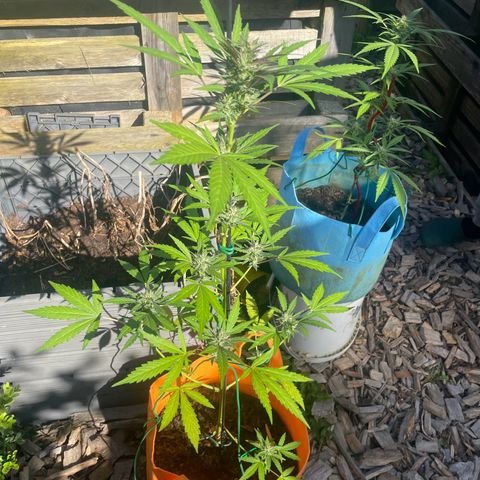 Tinas Pflanze growlog timeline photo