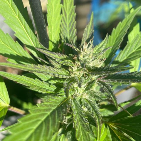 Tinas Pflanze growlog timeline photo