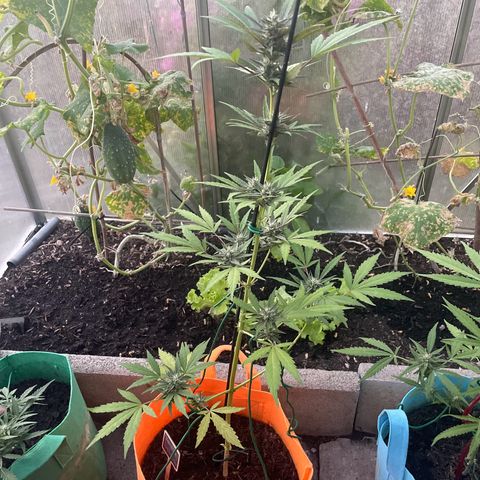 Tinas Pflanze growlog timeline photo