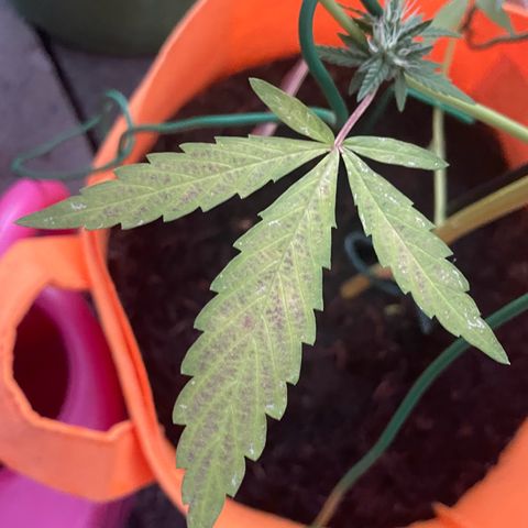 Tinas Pflanze growlog timeline photo