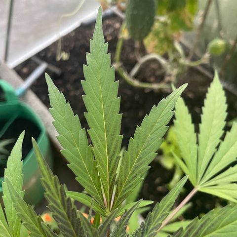 Tinas Pflanze growlog timeline photo