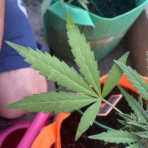 Tinas Pflanze growlog timeline photo