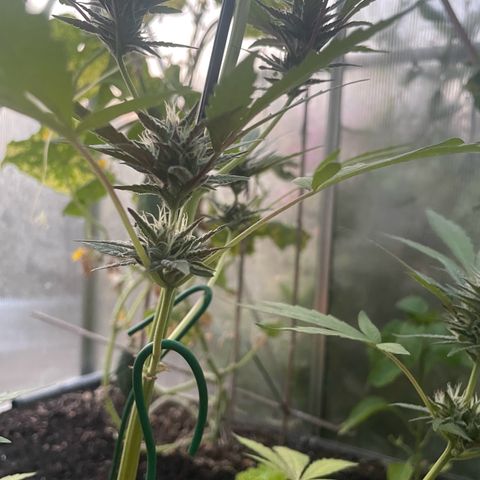 Tinas Pflanze growlog timeline photo