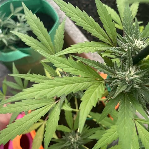 Tinas Pflanze growlog timeline photo