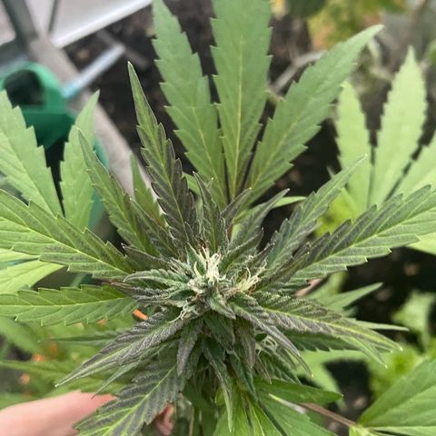 Tinas Pflanze growlog timeline photo