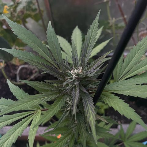 Tinas Pflanze growlog timeline photo