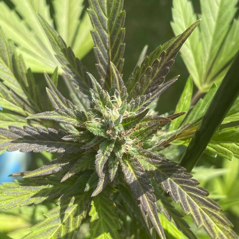 Tinas Pflanze growlog timeline photo