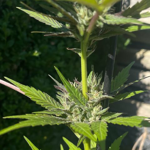 Tinas Pflanze growlog timeline photo