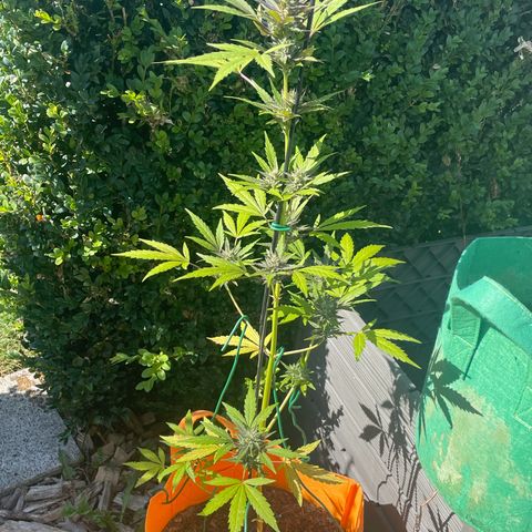 Tinas Pflanze growlog timeline photo