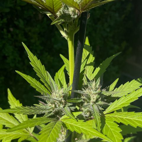 Tinas Pflanze growlog timeline photo