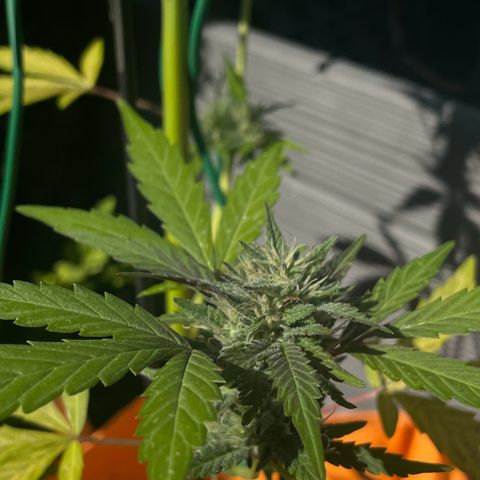 Tinas Pflanze growlog timeline photo