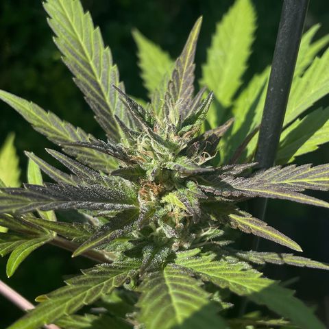 Tinas Pflanze growlog timeline photo