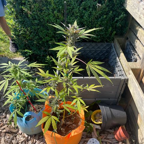 Tinas Pflanze growlog timeline photo
