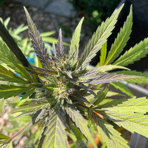 Tinas Pflanze growlog timeline photo