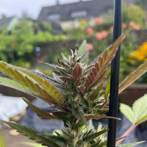 Tinas Pflanze growlog timeline photo