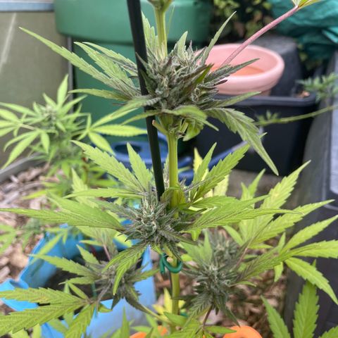 Tinas Pflanze growlog timeline photo