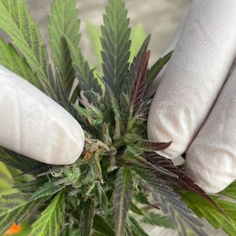 Tinas Pflanze growlog timeline photo
