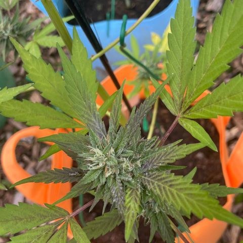 Tinas Pflanze growlog timeline photo