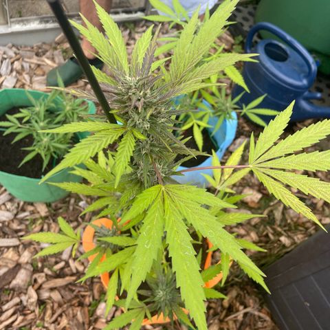 Tinas Pflanze growlog timeline photo