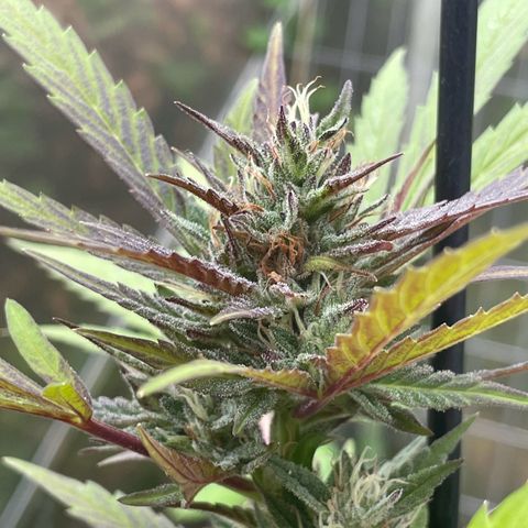 Tinas Pflanze growlog timeline photo