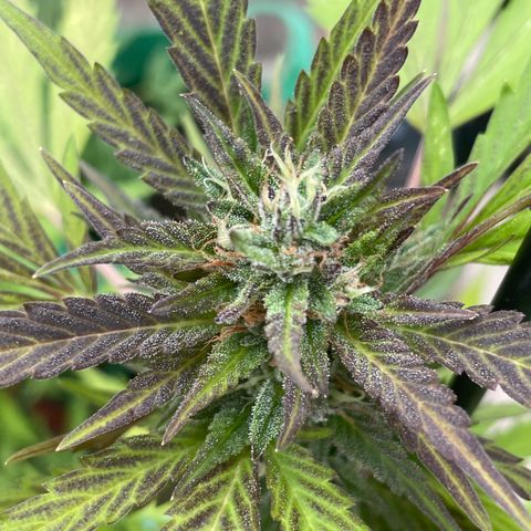 Tinas Pflanze growlog timeline photo