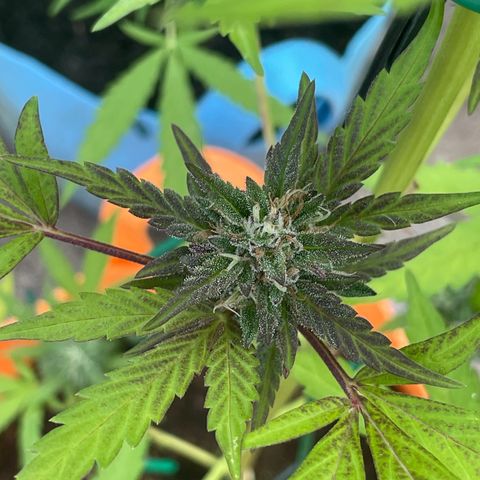 Tinas Pflanze growlog timeline photo