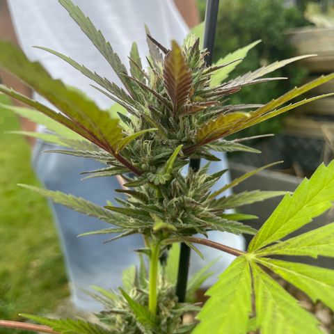 Tinas Pflanze growlog timeline photo